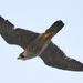 Eastern Peregrine Falcon - Photo (c) tki, some rights reserved (CC BY-NC), uploaded by tki