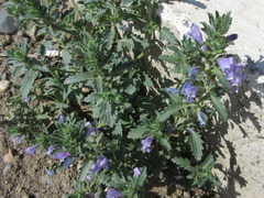 Dracocephalum moldavica
