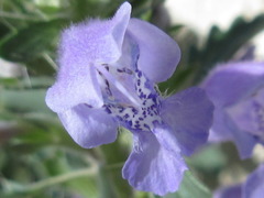 Dracocephalum moldavica