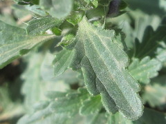 Dracocephalum moldavica