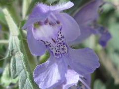 Dracocephalum moldavica
