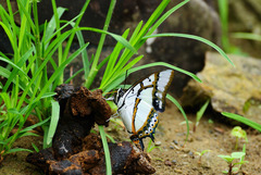 Polyura eudamippus formosana