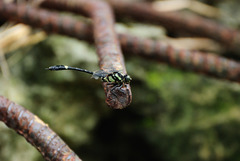 Gomphidia fukienensis