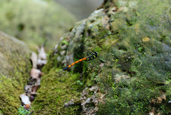 Polycanthagyna erythromelas