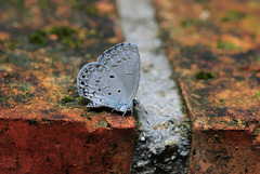 Celastrina lavendularis himilcon