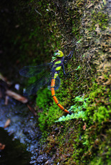 Polycanthagyna erythromelas