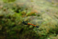 Polycanthagyna erythromelas