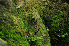 Polycanthagyna erythromelas