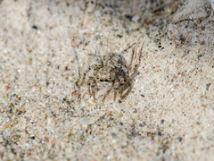 Aelurillus dubatolovi