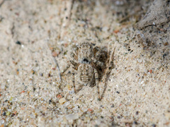 Aelurillus dubatolovi