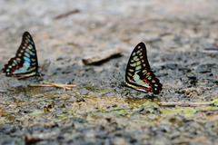 Graphium doson postianus