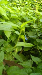 Commelina