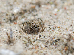 Aelurillus dubatolovi