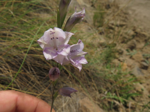 Image of Gladiolus inandensis by (c) James Deacon, some rights reserved (CC BY-SA)