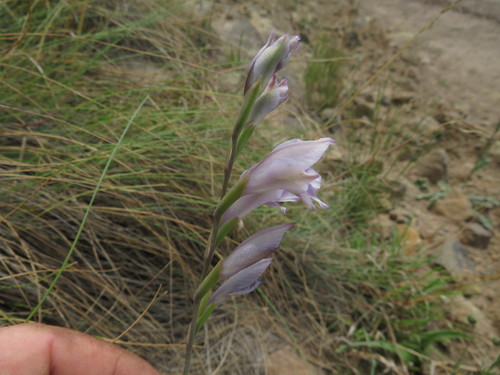 Image of Gladiolus inandensis by (c) James Deacon, some rights reserved (CC BY-SA)