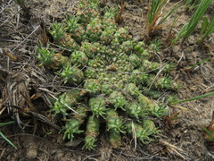 Anthacanthae