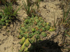 Anthacanthae