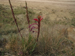 Watsonia gladioloides