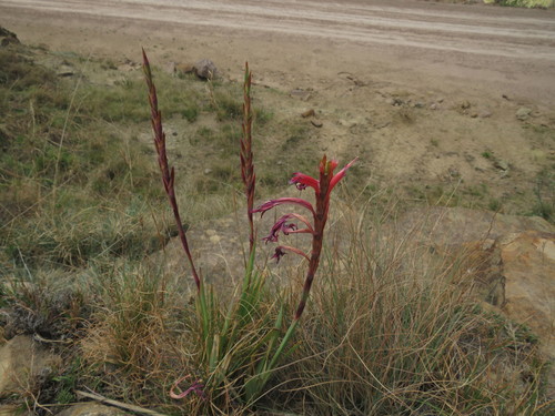 Image of Watsonia gladioloides by (c) James Deacon, some rights reserved (CC BY-SA)