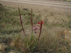 Watsonia gladioloides