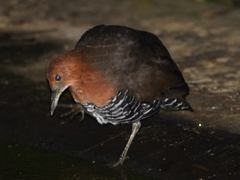 Rallina eurizonoides