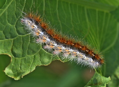 Diacrisia purpurata