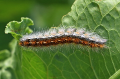 Diacrisia purpurata