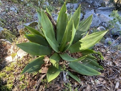 Agave mitis