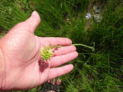 Albuca virens