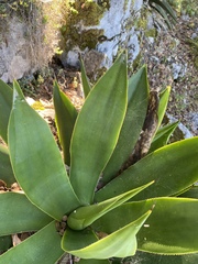 Agave mitis