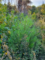 Veronica phormiiphila