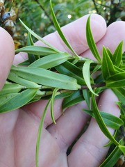 Veronica phormiiphila