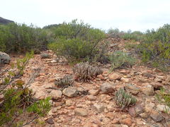 Brianhuntleya intrusa