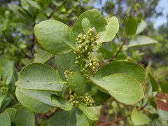 Santalum ellipticum