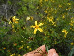 Bidens sandvicensis