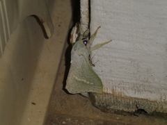 Aenetus eximia