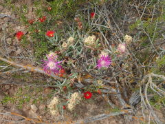 Lampranthus haworthii