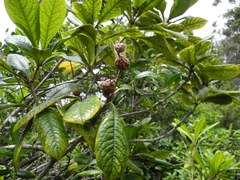 Pittosporum glabrum