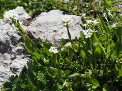 Arabis soyeri