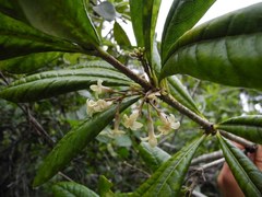 Pittosporum glabrum