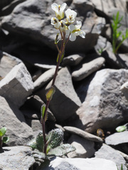 Arabis pumila