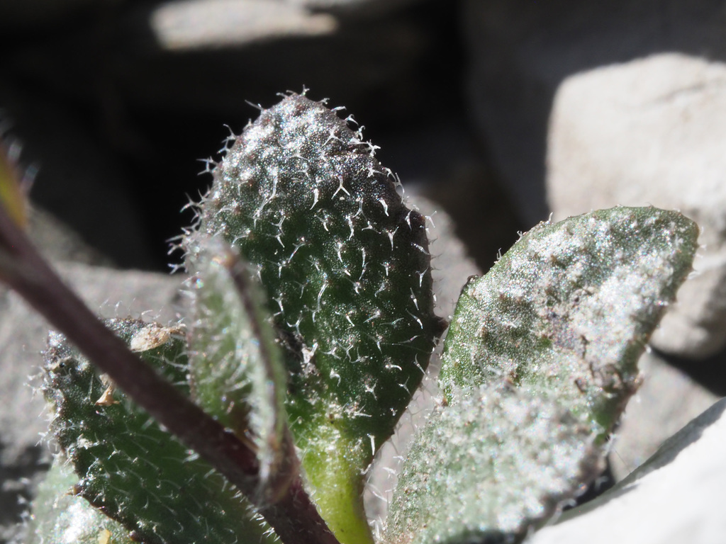 Arabis pumila