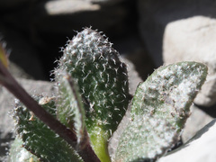 Arabis pumila