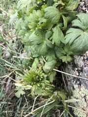 Delphinium gubanovii
