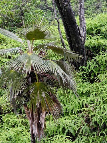 Pritchardia limahuliensis