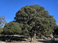 Quercus ariifolia