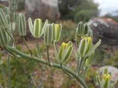 Albuca caudata