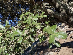 Quercus ariifolia