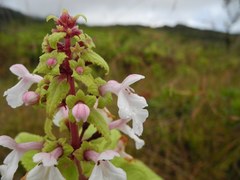Phyllostegia renovans