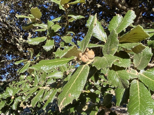 Quercus ariifolia
